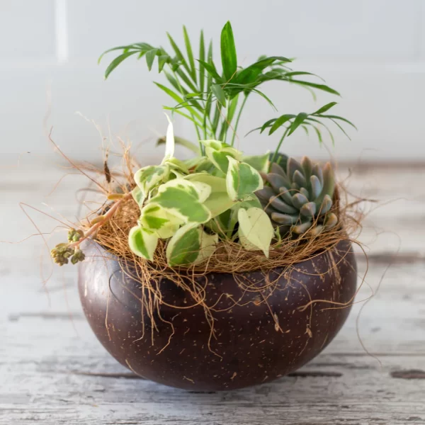 The Quirky Coconut Shell Planter