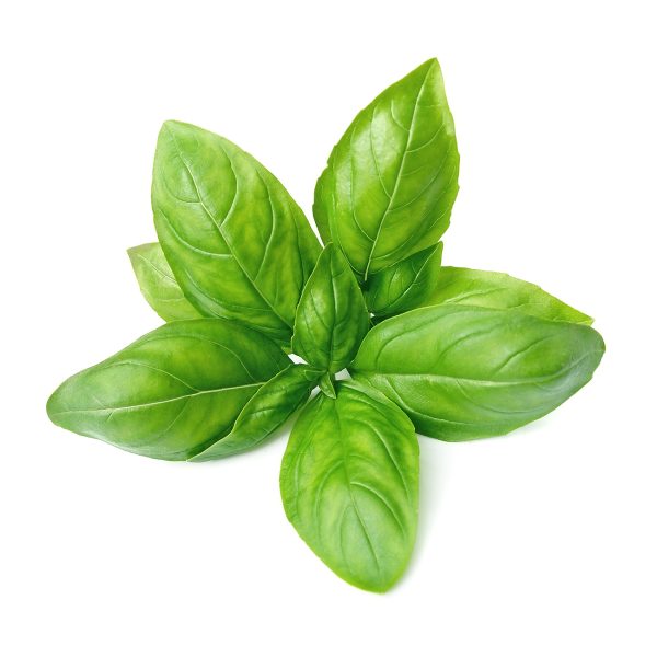 Basil herbs and spices
